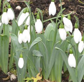 Galanthus Grumpy Foto Brandr