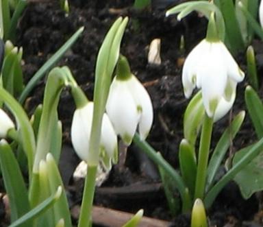 Galanthus Hambuts Orchard Foto Brandt