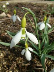 Galanthus Highdown Foto Eidmann