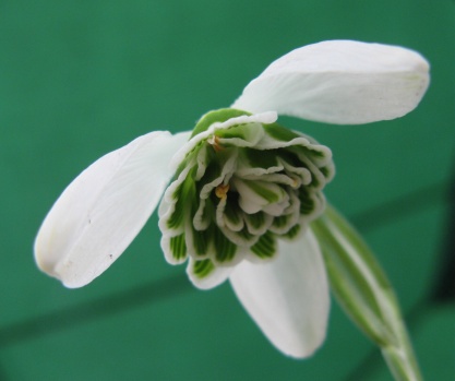 Galanthus Hill Poe Foto Brandt