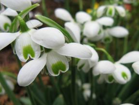 Galanthus Hippolytha Foto Brandt