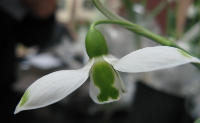 Galanthus Igraine Foto Brandt