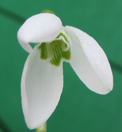 Galanthus Ingrid Bauer Foto Brandt