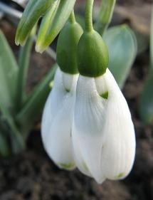 Galanthus Ivy cottage Greentip Foto Brandt