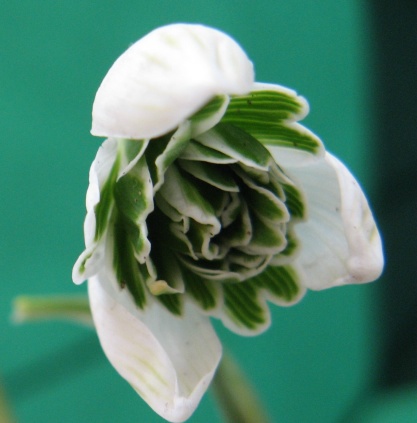 Galanthus Jacquenetta Foto Brandt