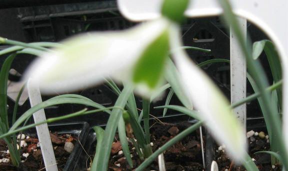 Galanthus Joe Sharman