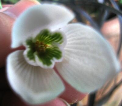 Galanthus John Gray Foto Brandt