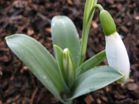 Galanthus John Tomlinson Foto Brandt