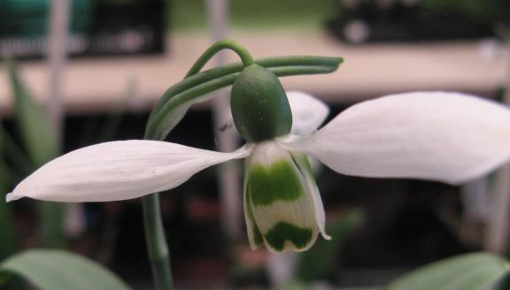 Galanthus Jonathan Foto Brandt