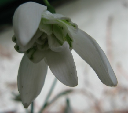 Galanthus Lady Beatrix Stanley Foto Brandt