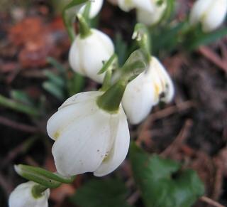 Galanthus Elphinstone Foto Brandt