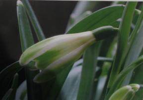 Galanthus Luca Cords Foto Bauer