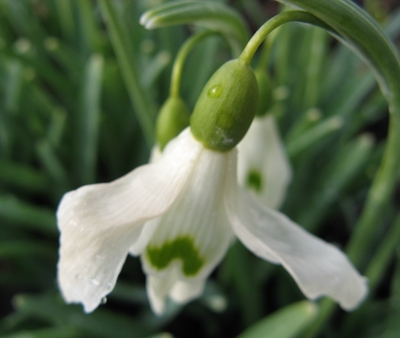 Galanthus Magnet Foto Brandt