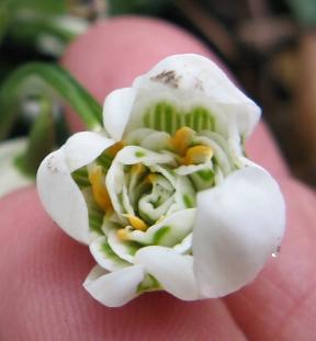 Galanthus Major Pam Foto Brandt