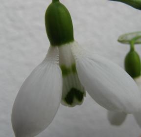 Galanthus Mandarin Foto Brandt