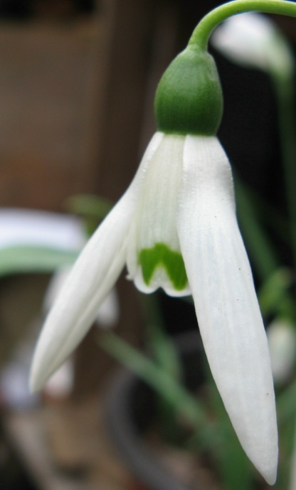 Galanthus Marjorie Brown Foto Brandt