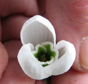 Galanthus Merlin Foto Brandt