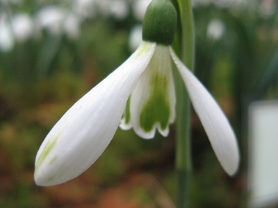 Galanthus Modern Art Foto Brandt