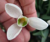 Galanthus McNamara Foto Brandt