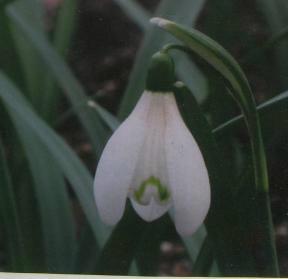 Galanthus Oma Bertha Foto Bauer