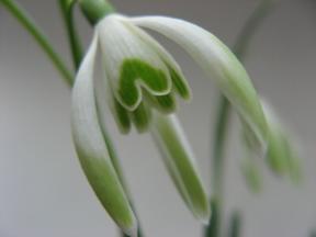 Galanthus Onkel Oscar Foto Brandt