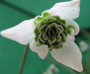 Galanthus Ophelia Foto Brandt