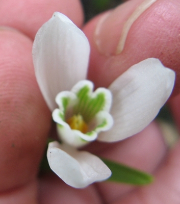 Galanthus Pagoda Foto Brandt