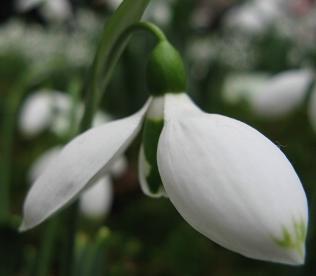 Galanthus Pat Mason Foto Brandt