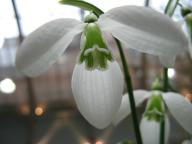 Galanthus Perx Picton Foto Brandt