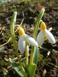 Galanthus Primrose Warburg Foto Eidmann