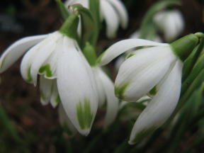 Galanthus Pusey Green Tips Foto Brandt