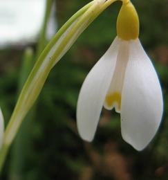 Galanthus Ray Cobb Foto Brandt