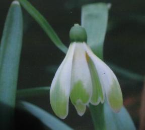 Galanthus Renate Meier Foto Bauer