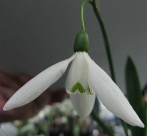 Galanthus Reverend Hailstone Foto Brandt