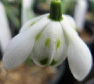 Galanthus Richard Ayres Foto Brandt