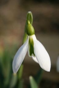 Galanthus Robin Hood Foto Eidmann