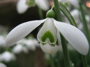 Galanthus S. Arnott Foto Brandt