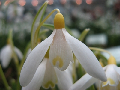 Galanthus Sandersii Foto Brandt