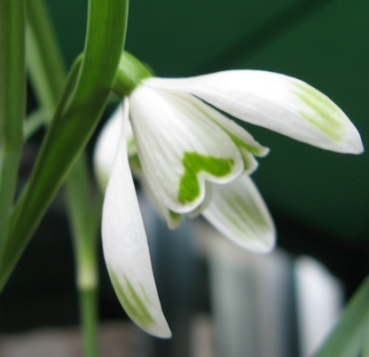 Galanthus scharlockii Trifth Foto Brandt