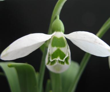 Galanthus Selborne Greentips Foto Brandt