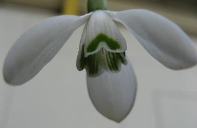 Galanthus Shropshire Queen Foto Brandt