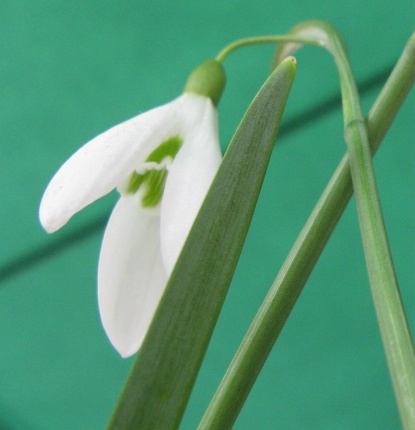 Galanthus Silverwells Foto Brandt