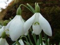 Galanthus Sir Herbert Maxwell Foto Eidmann