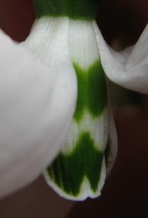 Galanthus Smiley Foto Brandt