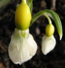 Galanthus Squire Burroughs Foto Brandt