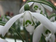 Galanthus Straffan Foto Brandt