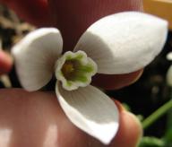 Galanthus Three Leaf Foto Brandt