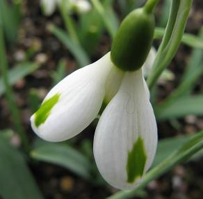 Galanthus Trumps Foto Brandt