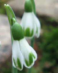 Galanthus Trym Foto Brandt