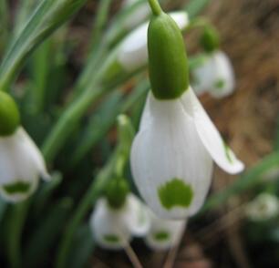 Galanthus Trymlet Foto Brandt